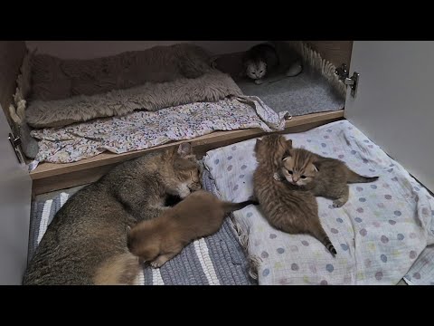 Видео: Активный 17-й день жизни котят Шанель 😊