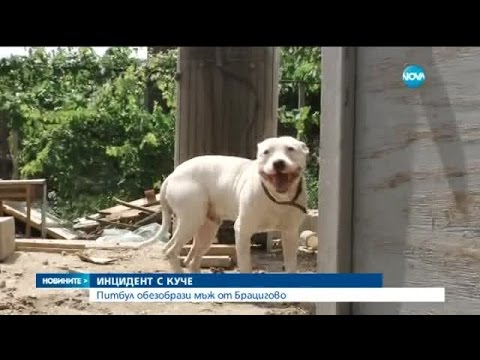 Видео: Побеснял питбул отхапа лицето на мъж в Брацигово - Новините на Нова (02.07.2015г.)