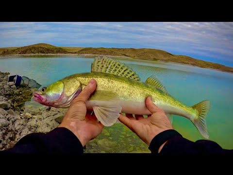 Видео: СНОВО НАШЕЛ ЛОГОВО ХИЩНИКА, ВОТ ЭТО МОЩНЫЕ ПОКЛЕВКИ,РЫБАЛКА НА ОГРОМНОМ ВОДОХРАНИЛИЩЕ