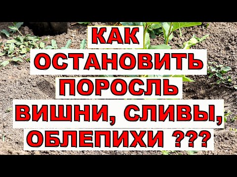 Видео: КАК ОСТАНОВИТЬ ПОРОСЛЬ ВИШНИ, СЛИВЫ И ГРУШИ