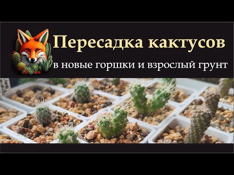 Видео: пересадка кактусов в новые горшки и взрослый грунт  апрель 2024