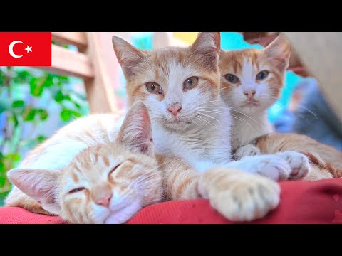 Видео: Три котёнка на стуле кафе: Спокойные моменты в Стамбуле [4K]