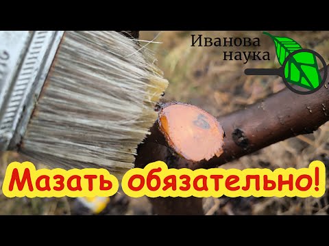 Видео: ЧЕМ ЛУЧШЕ ВСЕГО ЗАМАЗАТЬ РАНЫ НА ДЕРЕВЕ: 2 беспроигрышных способа, доступных для всех.