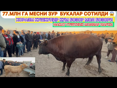 Видео: 77.МЛН ГА МЕСНИ ЗУР БУКАЛАР СОТИЛДИ ХОРАЗМ КУШКУПИР КУМ БОЗОР МОЛ БОЗОРИ 31- октябрь 2025 г..