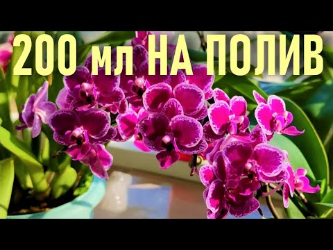 Видео: ЧУДО-НАСТОЙ В КОРНИ ОРХИДЕИ!! 200 МЛ НА ПОЛИВ ИЛИ ОПРЫСКИВАНИЕ! РЕЗУЛЬТАТ 👍👍👍! КЛЕВЕР ДЛЯ ОРХИДЕЙ!!!
