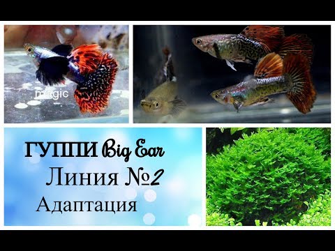 Видео: ГУППИ Big Ear. Селекция гуппи. Адаптация. Часть 1.