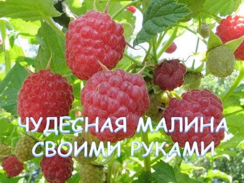 Видео: 13.Малина.Как посадить малину без ошибок.