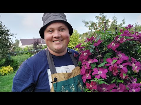 Видео: Черенкую на маточники//Плюсы сухого черенкования