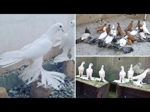 Видео: Бойные голуби Пар-Парли г. Тебриз,  Иран | Tabriz Iranian Pigeons | کبوترهای ایرانی تبریز