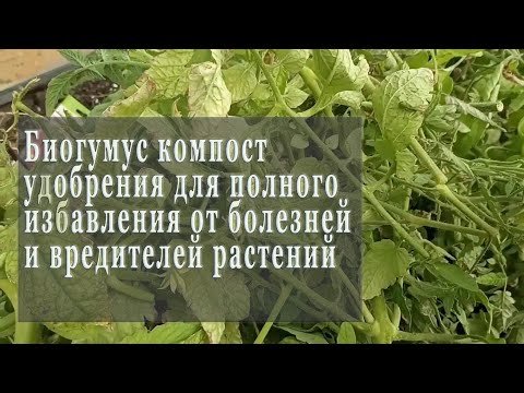 Видео: Лучшее средство от фитофторы перонспороза Как вылечить почву