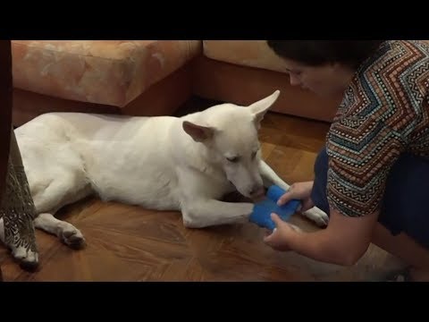 Видео: ДТ-29. Собака поранила лапу: что делать?