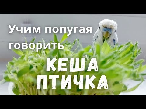 Видео: Учим попугая говорить "Кеша птичка"