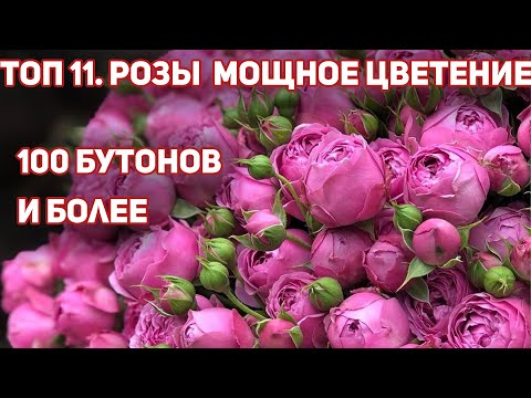 Видео: 100 РОЗ и более на одном кусте. ТОП 11- Самые обильноцветущие розы  с букетным цветением!