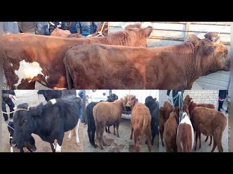 Видео: ХОРАЗМ ШОВОТ ЧОКЛИ МОЛ БОЗОРИ НАРХЛАРИ14.11.2025 #нархлари #хоразм #хоразмбозор 