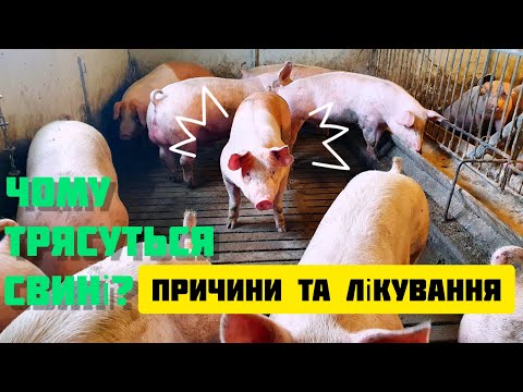Видео: Тремтіння поросят - коли вони виростуть з цього?
