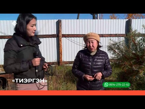 Видео: «Тиэргэн» биэриигэ: Полина Егорова тэлгэһэтигэр олордубут үүнээйилэрин билиһиннэрэр (16.09.22)