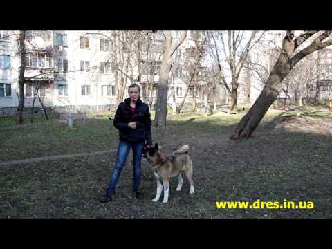 Видео: Дрессировка Акита - часть 1