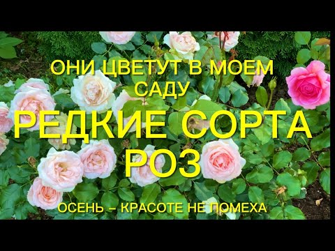 Видео: Розы. Редкие сорта роз и их соседи цветущие в моем саду. Осень красоте не помеха.🌹🌹🌹