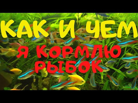 Видео: Как и чем я кормлю рыбок. ВСЁ О КОРМЛЕНИИ.