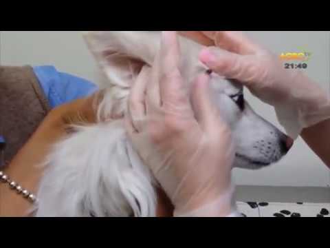 Видео: За кинологията с д-р Кънев: Борба с кърлежи и бълхи, автор Светла Стефанова