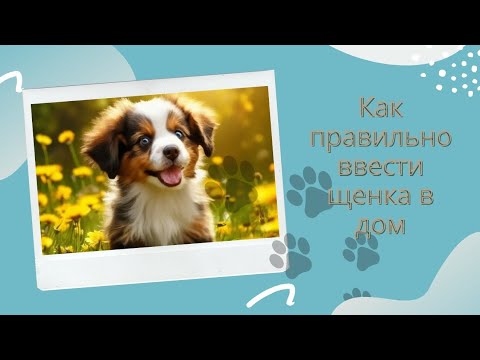 Видео: Как помочь щенку адаптироваться к новому дому: видео-инструкция для начинающих владельцев !
