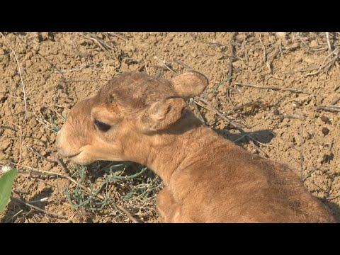 Видео: Қызылорда облысында ұзақ уақыттан бері киік төлдеді