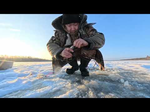 Видео: «Хаахынайдаах» муус аннынан балыктааһын {Подлёдка открытие сезона 2025} ЖОР ОКУНЕЙ
