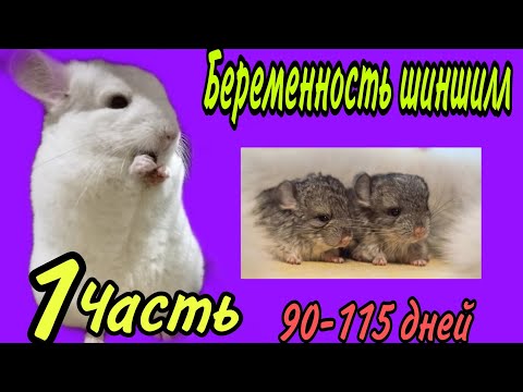 Видео: Беременность шиншилл. Сколько дней длится беременность.