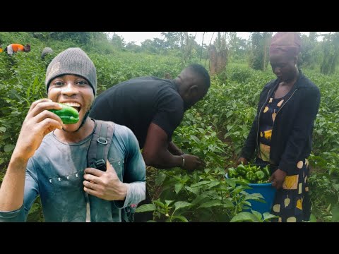 Видео: Секреты богатого урожая болгарского перца: экскурсия по ферме и практические советы @alipatfarms