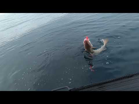 Видео: рыбалка на Баренцевом море 17 05 20