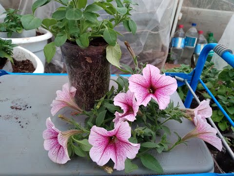 Видео: Формирование ампельных и каскадных петуний - это просто!