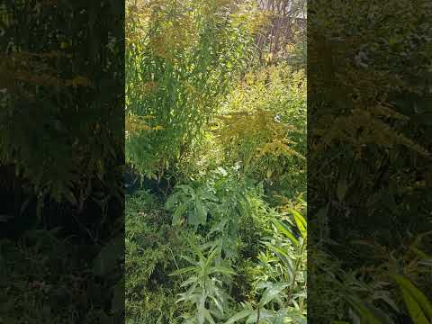 Видео: 15 сентября(,наслаждаюсь красотой осени!Работа стоит!)#дача #осень#желтые листья#