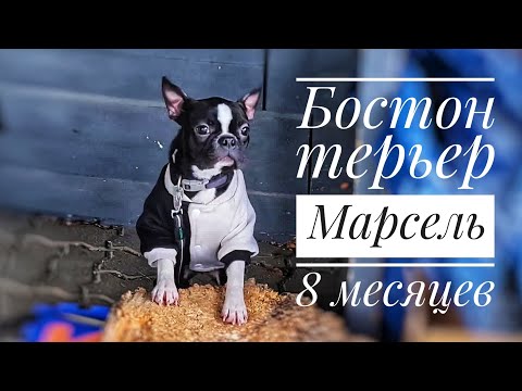 Видео: Урок со щенком Бостон терьера/налаживание контакта с хозяином.