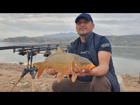 Видео: Рыбалка,  Carpfishing,  Baliqov 05-07.11.2023 Чарвак водохранилище Ташкент UZB