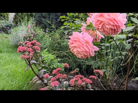 Видео: сад 🏡21 августа 2024г