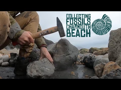 Видео: Сбор окаменелостей на пляже Чармут