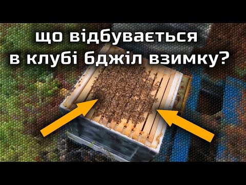 Видео: Що відбувається в клубі на початку зимівлі?