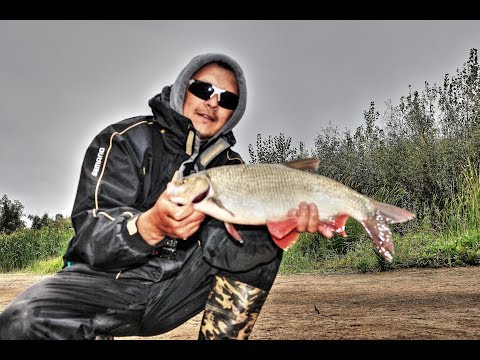 Видео: Лучшие воблеры для ловли голавля и язя. ТОП сезон 2017 (часть 2)