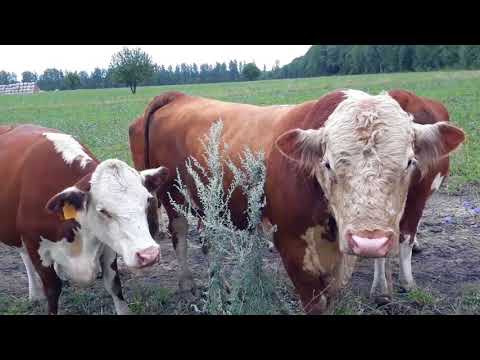 Видео: Почему мы продаём мясных нетелей и коров с тёлками