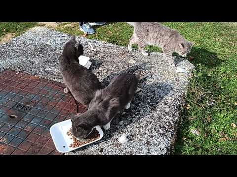 Видео: А котиков прибавилось в НАШЕМ РЕСТОРАНЕ😜🐈‍⬛🐈🐈‍⬛🐈🐈‍⬛🐈👍👍👍❤️