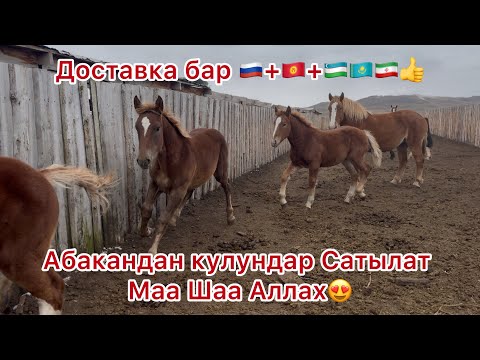Видео: Тел+996508711111 доставка бар￼
