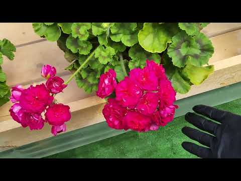 Видео: #758. Рубрика "муки выбора". О сортах сложных,требовательных!