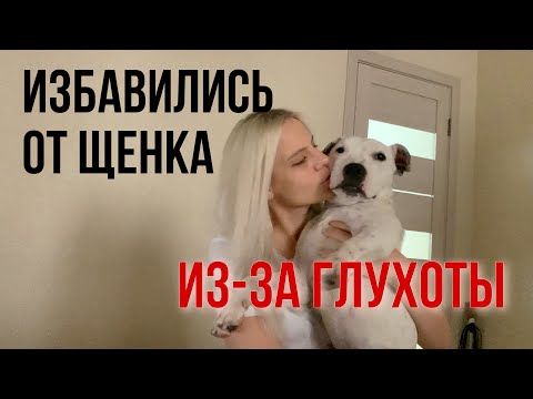 Видео: ОТКАЗАЛИСЬ ОТ ЩЕНКА ИЗ-ЗА ЕЁ ГЛУХОТЫ | МОЯ ВТОРАЯ СОБАКА | КАК ОНА У НАС ПОЯВИЛАСЬ | ВСЁ О ТЭФИ