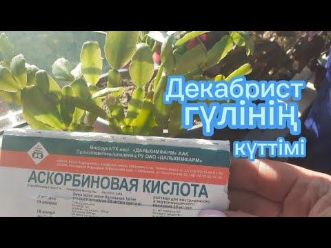 Видео: Декабрист гүлдеріне күттім жасау. Дұрыс өсіру. Гүлдер әлемі.