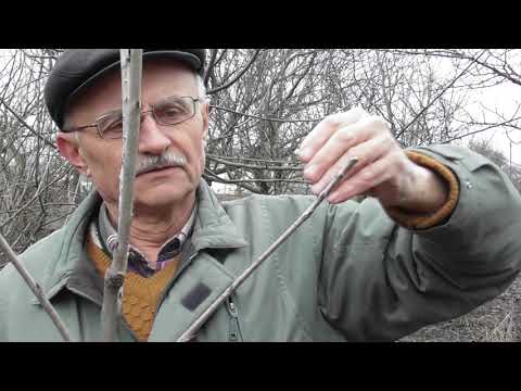 Видео: Формирование 3-х летней черешни. Часть 2