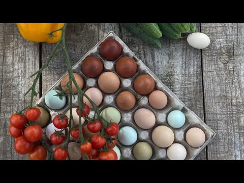 Видео: Новости из Куриного Царства 🤩🥹Семьи кур в моём хозяйстве 