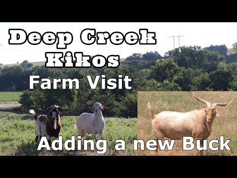 Видео: Посещение ещё одной фермы коз Кико | Получение нового мегаватта Buck | Разговоры о козах с Deep C...