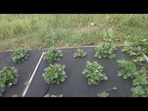 Видео: Зачем удалять цветоносы клубники в первый год посадки