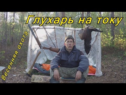 Видео: Глухарь на току. Весенняя охота 2019.