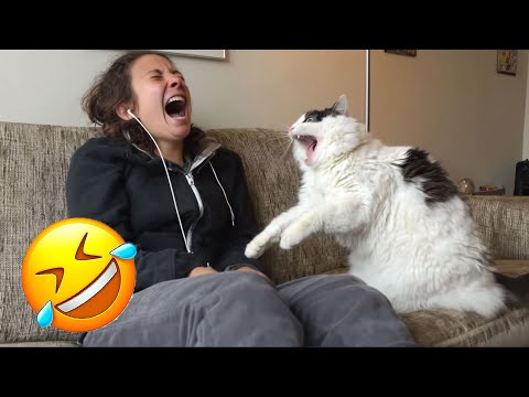 Видео: Засмеялся — проиграл 😅 Лучшие смешные видео с кошками и собаками 😹🐶 Часть 1